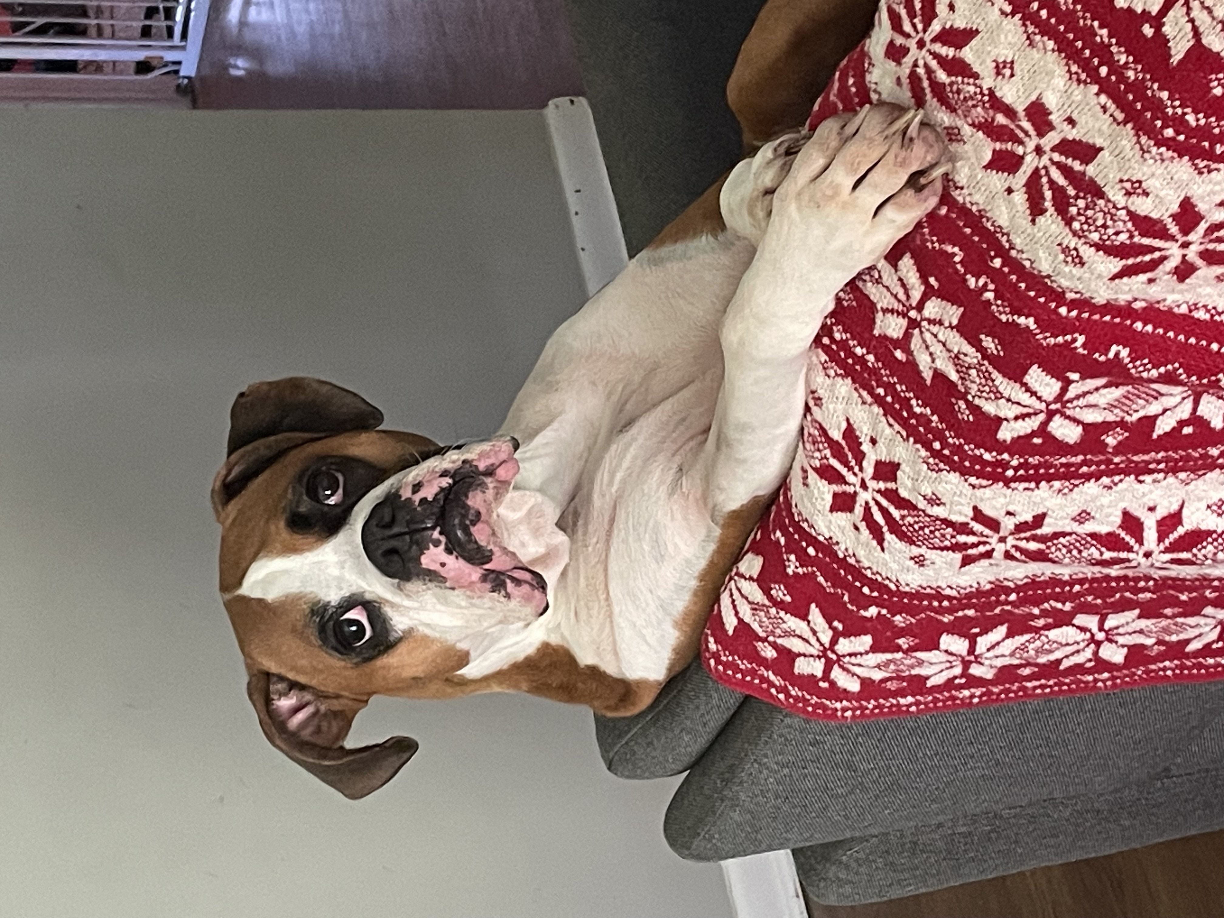 Milo the Boxer in the studio